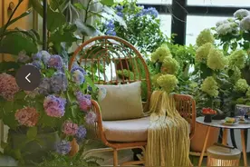 12种“阴性花”不喜暴晒，养在客厅，没有阳光，长的最旺！图片