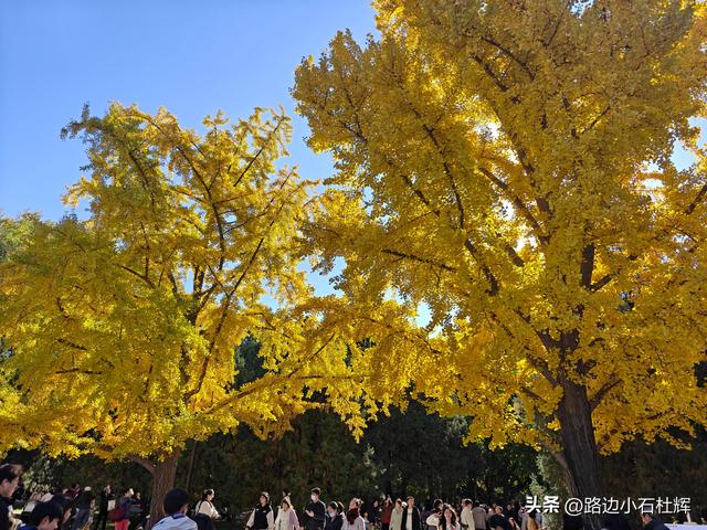 昔日皇家祭坛，今日大众踏秋——地坛秋日赏银杏