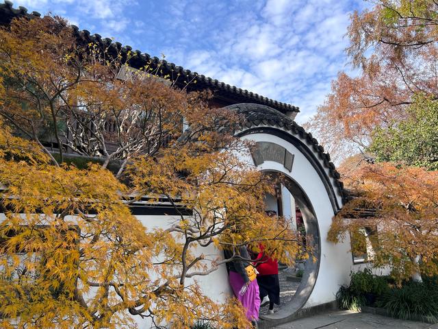 如花如画，每年一见的杭州红叶季到了，错过再等一年。