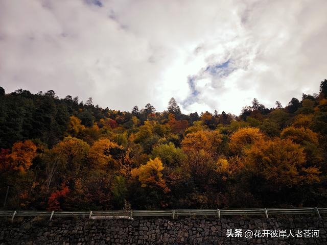 米亚罗彩林季，观赏一日游！