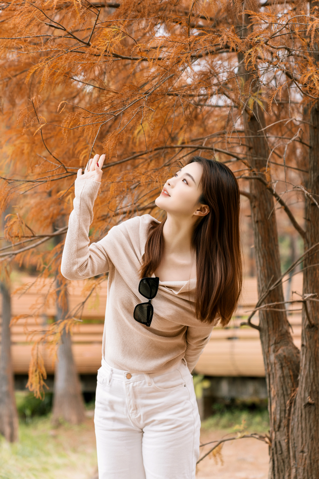 莲花山落羽杉，红了！