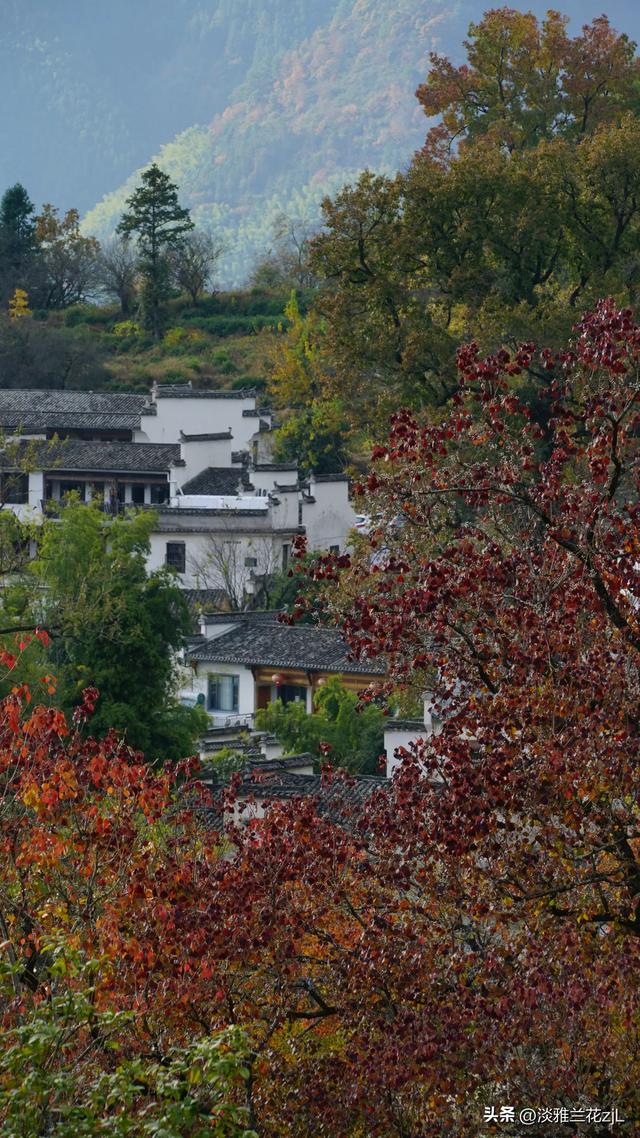 皖南秋色塔川绝美的落羽杉林