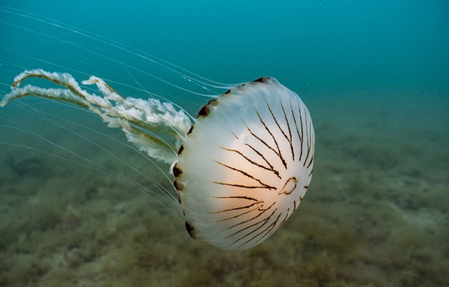 巨型水母大量涌入英国海域，专家：数量激增或与海水温度升高有关