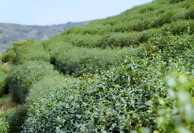 12月5日，江苏十三市齐聚苏州