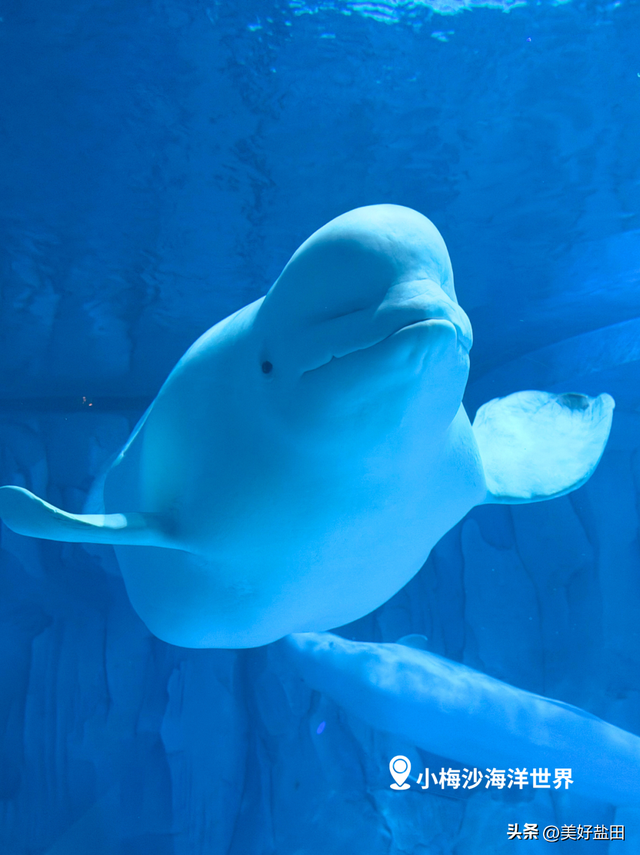 @永州朋友！小梅沙请你免费玩一整年！