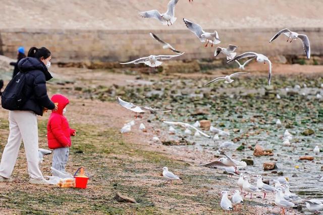 “西伯利亚来客”凭啥“操盘”青岛冬游？