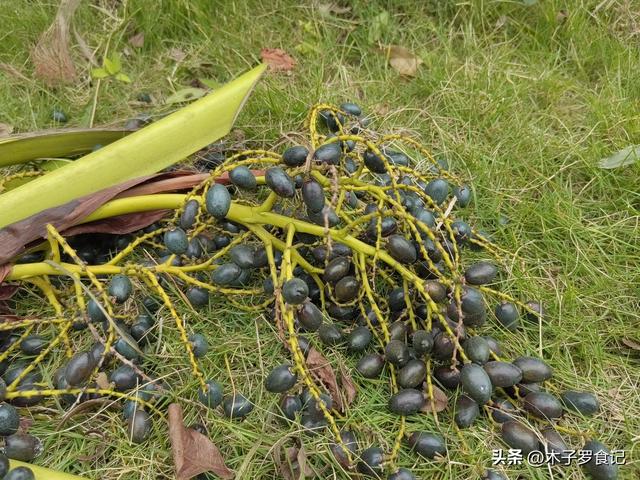 新会圭峰山上的枫叶红了吗？没有红叶，品尝山脚下的美食，也不错
