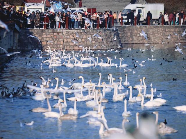 天鹅湖冬日最灵动的乐章：天鹅悠然游弋，红嘴鸥凌空飞舞