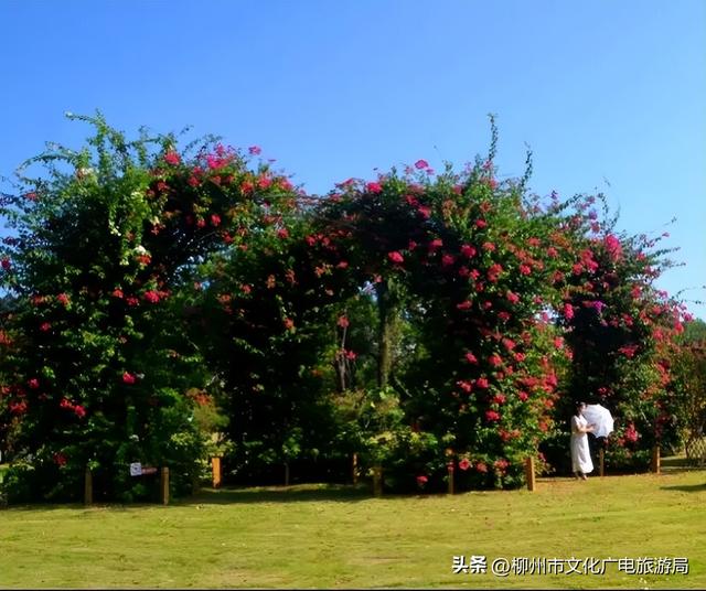 不出远门一样精彩！柳州各大公园日程表出炉，照着玩就对了→