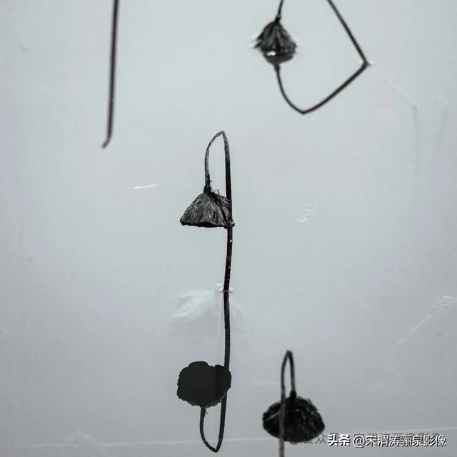 陕西渭南：人民公园银杏林色彩纷呈 祥和美丽 秋色宜人