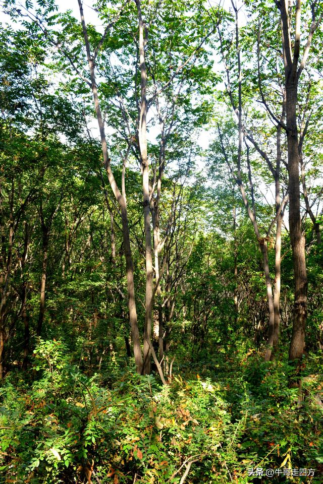 河北百草畔（上）：风动孤石悬险韵，蚁巡深岭蕴生机