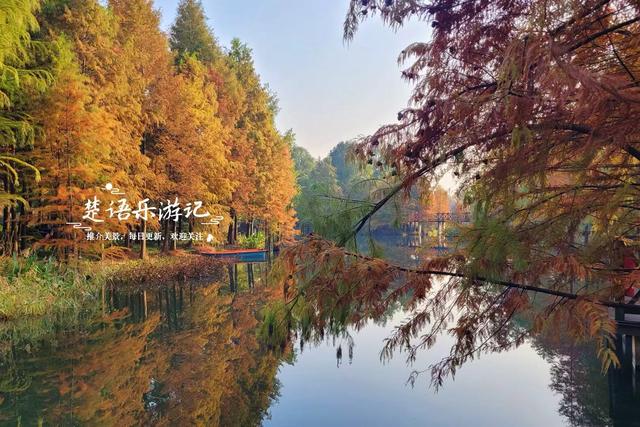 浙江宁波这片水上森林又出圈，色彩缤纷堪比油画，但一周后会更美