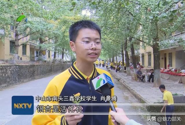 广东韶关南雄帽子峰银杏黄了！银杏染秋“圈粉”大湾区