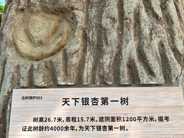山东低调的4A景区，有棵4000年银杏树，被誉为“天下银杏第一树”