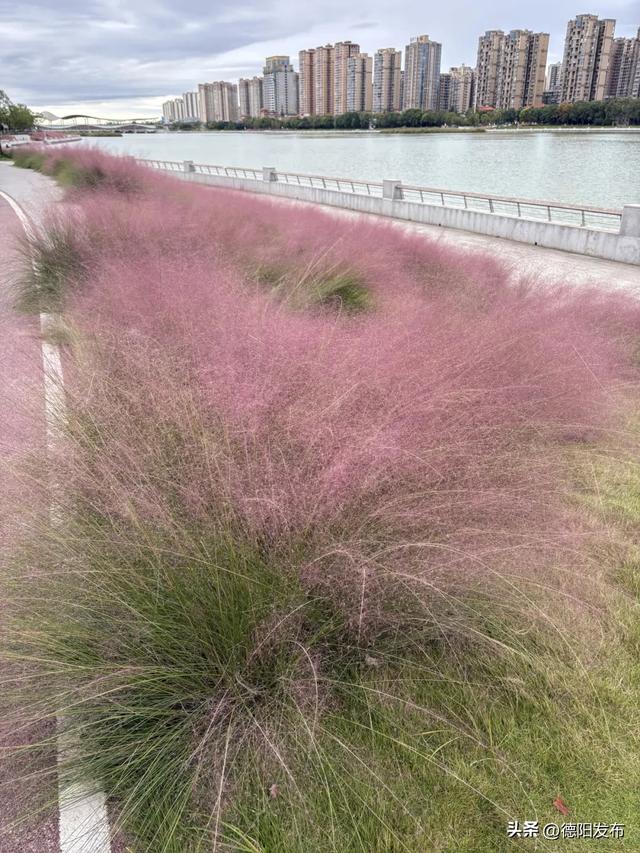 好美!已到最佳观赏期!又被德阳圈“粉”了