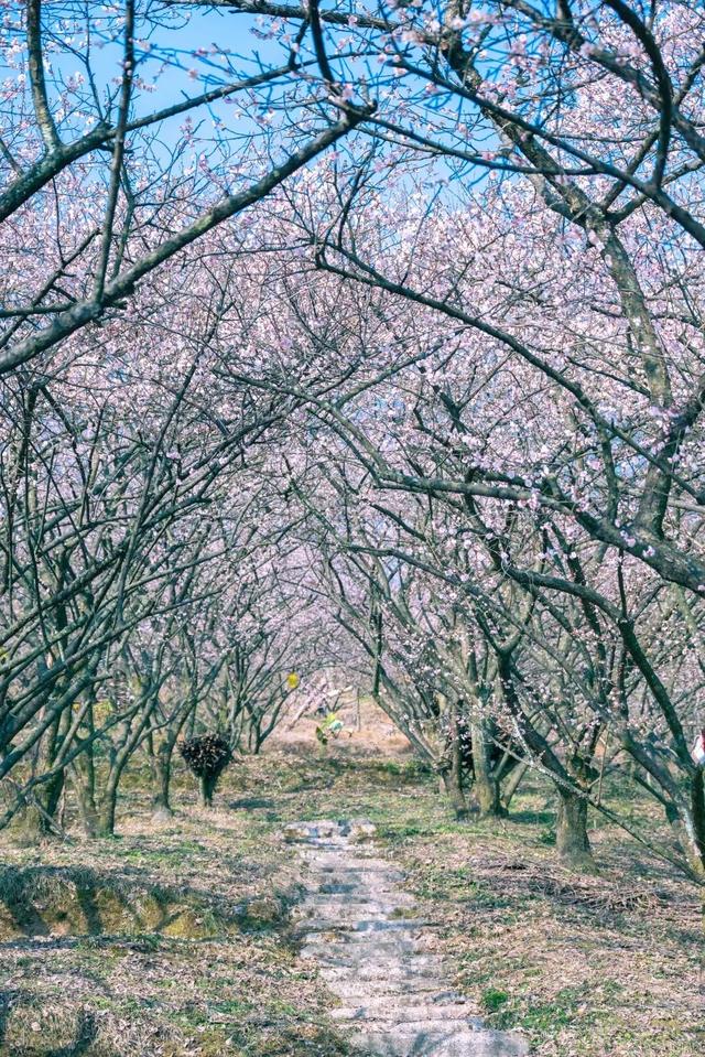 满屏梅花🤩不用怀疑！你期盼的春天提前来了！