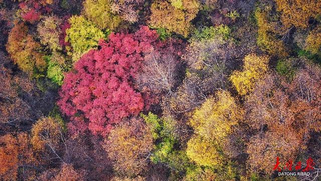 藏不住了！大同广灵圣眷峪“解锁”秋日限定，12公里沟峪美成巨幅暖色谱~