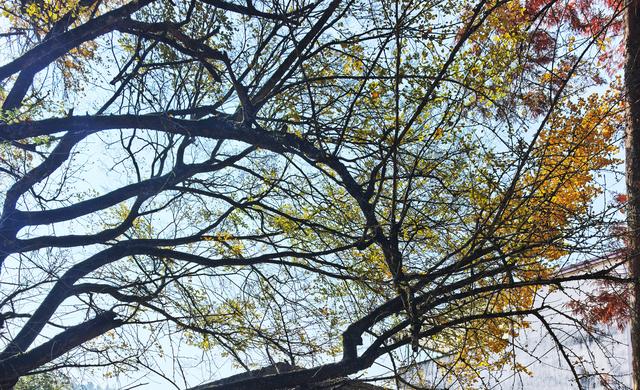 后叶村的古银杏浅唱低吟