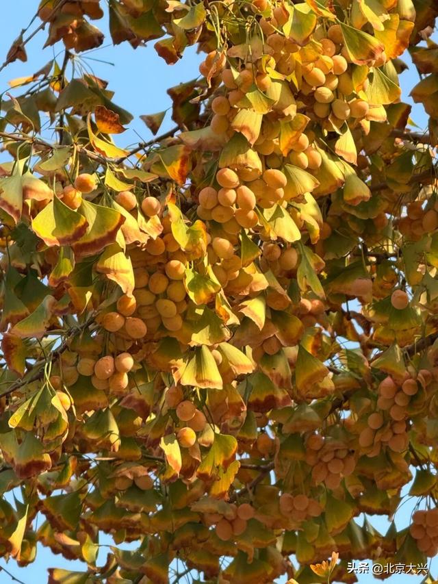 这果子的“歹毒”，足以毁掉整条大道的浪漫……怎么破？