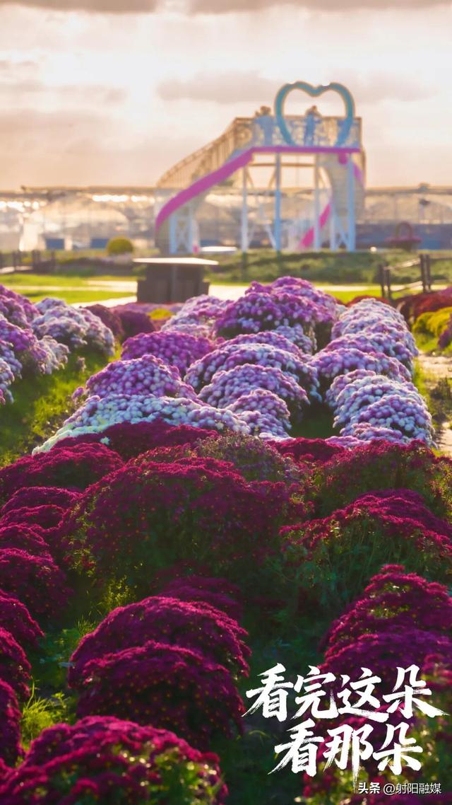 看完这朵看那朵🤩