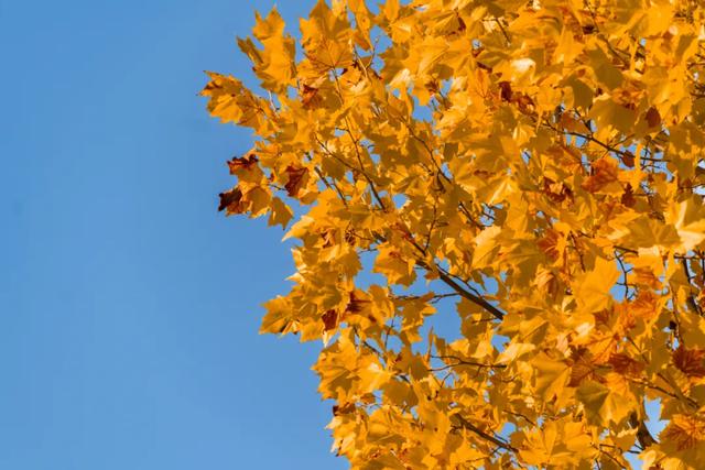 不用去南京，醴陵有属于自己的梧桐大道