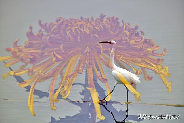 菊花是秋天里美丽的图画