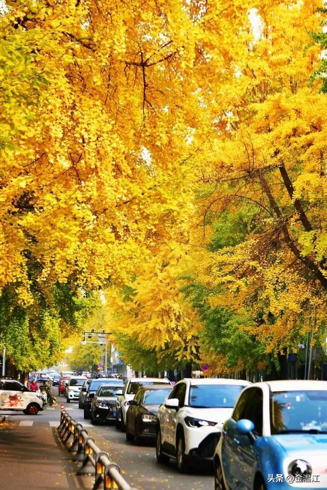 在“杏”福满满的大南街！这样拍超出片