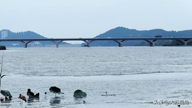 南京降温！卧龙湖、荷花与高楼，藏着秋日限定浪漫