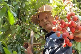 硕果累累！ 莆田面积最大的旱地荔枝成熟啦！图片