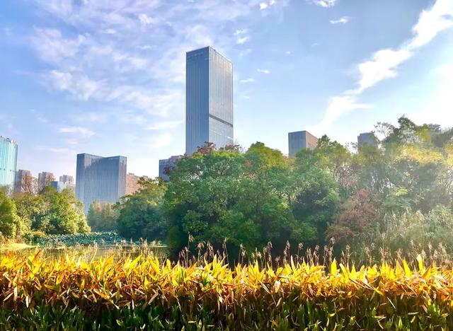 美篇：枫 叶 红 了