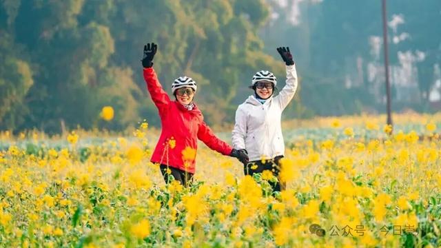 崇州第一波油菜花开了，在这里……