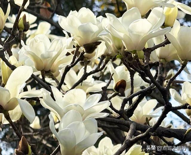 成都寺庙最美玉兰花开了，红墙青瓦，惊艳唯美，这3处不要门票！