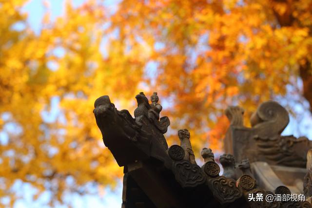 苏州石壁永慧寺，冬日金灿灿的世界，这里的古银杏和寺庙完美组合