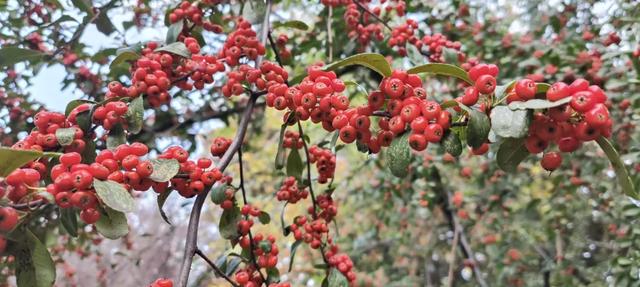 红满枝头！凤鸣公园火棘果红，你来与不来美就在那里！