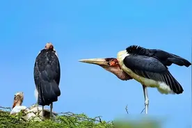 印度垃圾山养出“巨鸟”，比人还大，为何贫民却不敢吃？图片