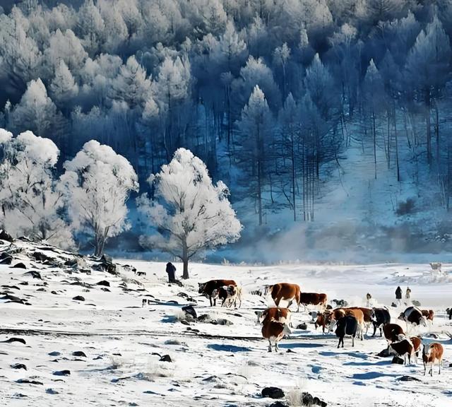 冬季呼伦贝尔海拉尔、阿尔山、满洲里、根河不冻河、漠河、北极村
