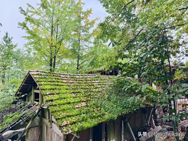 四川行(73)什邡红枫岭徒步到钟鼎寺