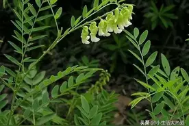 药用植物——苦参图片