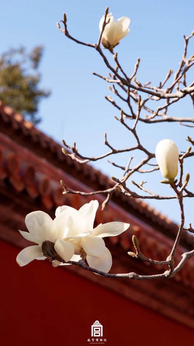 故宫四季美景一览，震撼高清美图预警！
