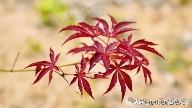 海岛的枫叶红了，走！一起赏枫去，体验海岛秋日美好