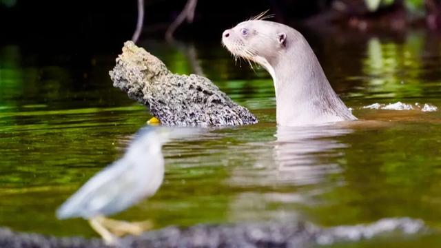 一生一次，2027年出发！41天南极半岛包船登陆，南美4国狂野自驾