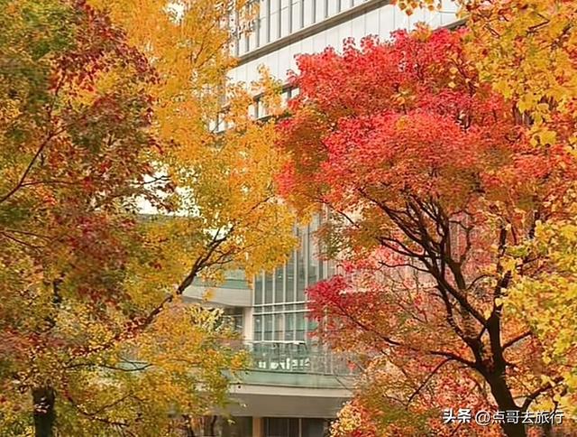 成都这4个彩林会爆火，既壮观又唯美，全部免费，地铁公交直达！