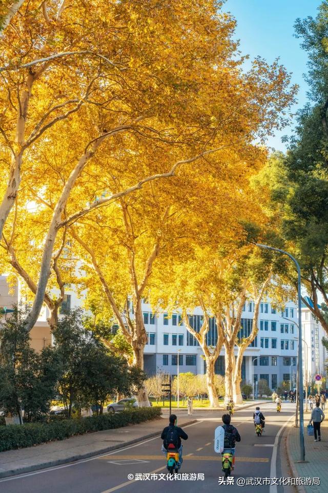 本周，武汉彩叶杀疯了！