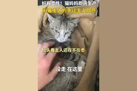 猫妈妈衔着主人的手让主人陪产，这是宠物对主人最大的信任！图片