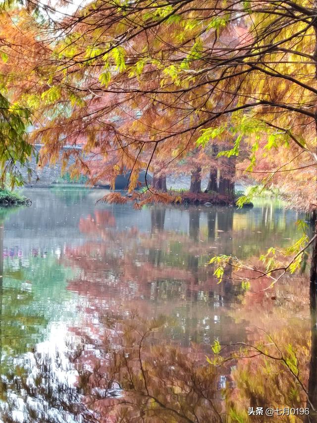 明孝陵探秘之燕雀湖邂逅落羽杉