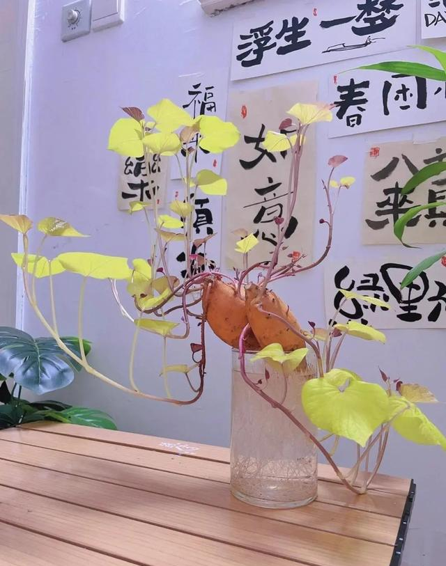 陕西一男子，晒“客厅红薯瀑布”走红，网友：我以为是塑料装饰品