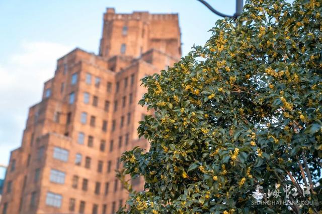 满城甜香，速赏桂花！莫要错过这迟来的秋日芬芳