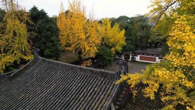 【美丽四川】一年一度朋友圈银杏比美时刻又来了！