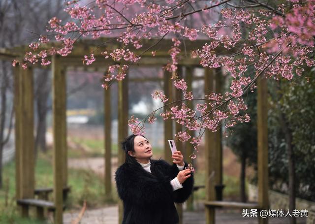 六盘水月照养生谷：冬樱花盛开引客赏花打卡