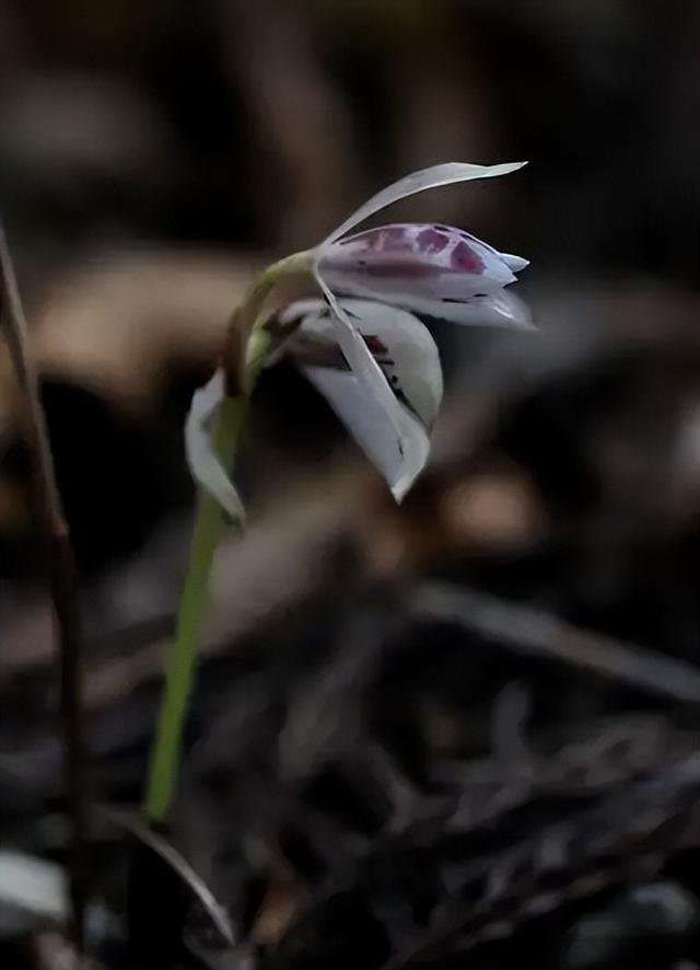 一年仅出现几天！24年四川首次发现“隐身”植物，遇见堪比中彩票